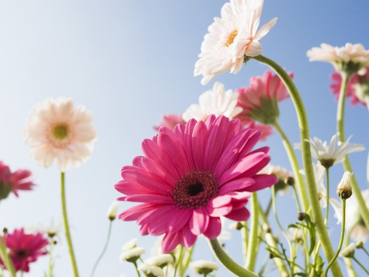 gerbera-flower-sky-petals-tenderness-1280x960.jpg